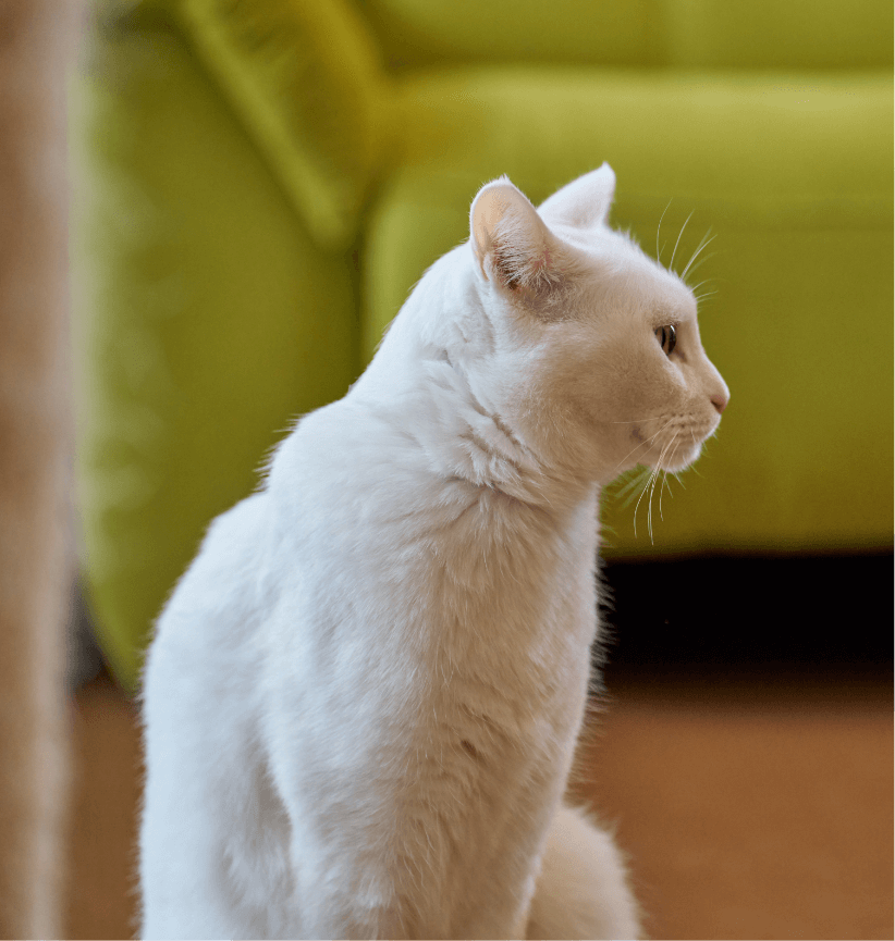 秋田・天王追分 曹洞宗 慈眼山 観音寺